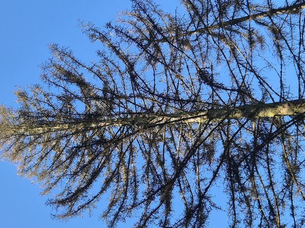 Psota americk&aacute;