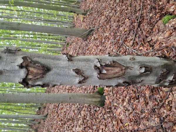 Lykožr&uacute;t bukov&yacute;