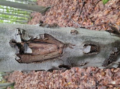 Lykožr&uacute;t bukov&yacute;