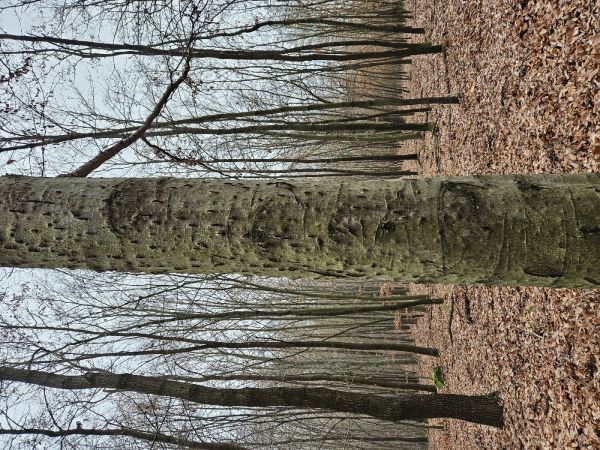 Lykožr&uacute;t bukov&yacute;