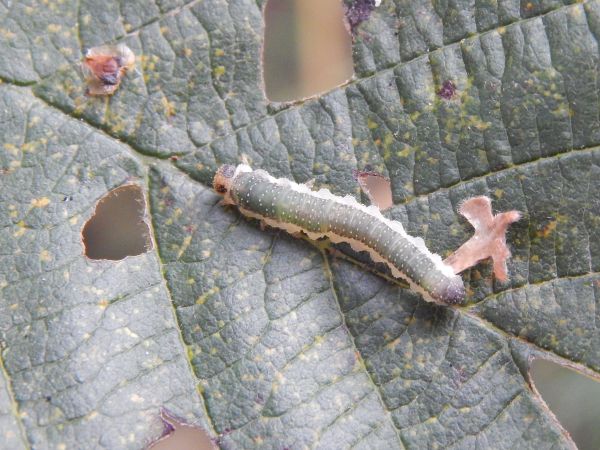 Piliarka Nematinus luteus