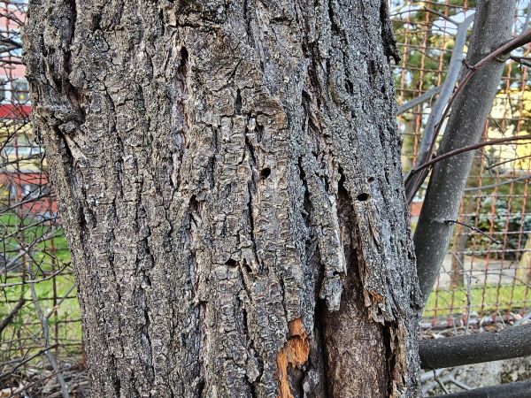 Krasoň lipov&yacute;