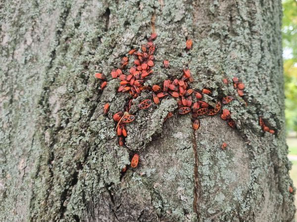 Cifru&scaron;a bezkr&iacute;dla 