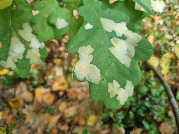 M&iacute;novn&iacute;k dubov&yacute;