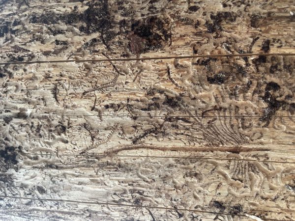 A - nejednoznačne určen&yacute;, nie sme si ist&iacute;