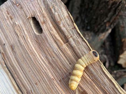 Fuz&aacute;č veľk&yacute;