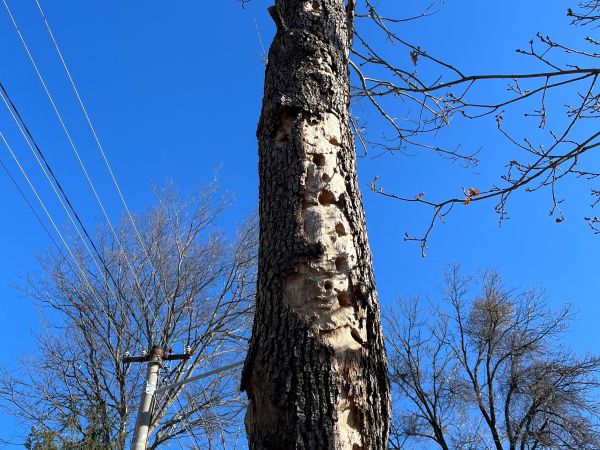 Fuz&aacute;č veľk&yacute;