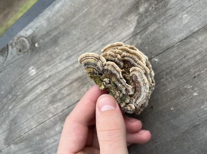 Tr&uacute;dnikovec pestr&yacute;