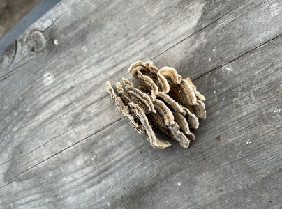 Tr&uacute;dnikovec pestr&yacute;