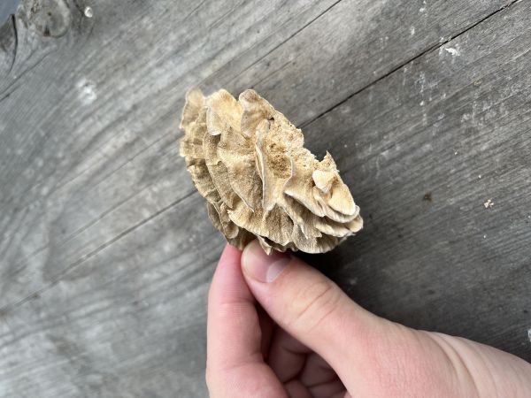 Tr&uacute;dnikovec pestr&yacute;