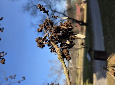 Roztoč Aceria fraxinivora