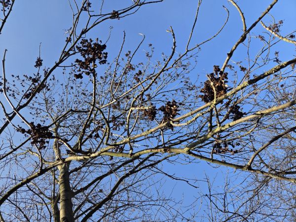 Roztoč Aceria fraxinivora