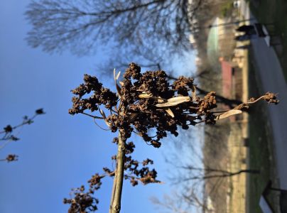 Roztoč Aceria fraxinivora