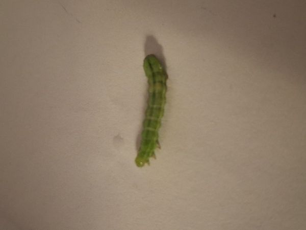 A - nejednoznačne určen&yacute;, nie sme si ist&iacute;