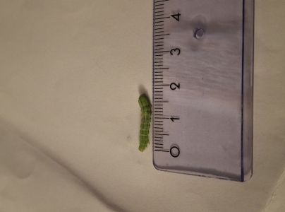 A - nejednoznačne určen&yacute;, nie sme si ist&iacute;