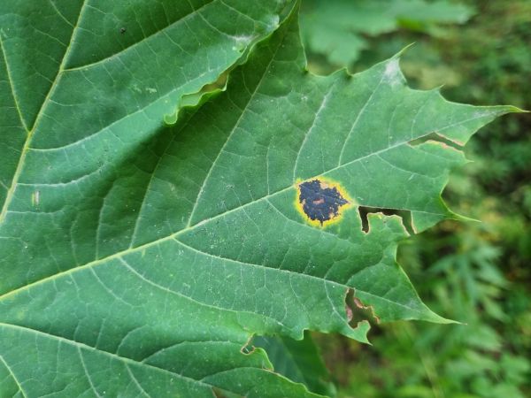 Čerň javorov&aacute;