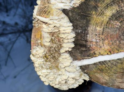 Tr&uacute;dnikovec chlpat&yacute;