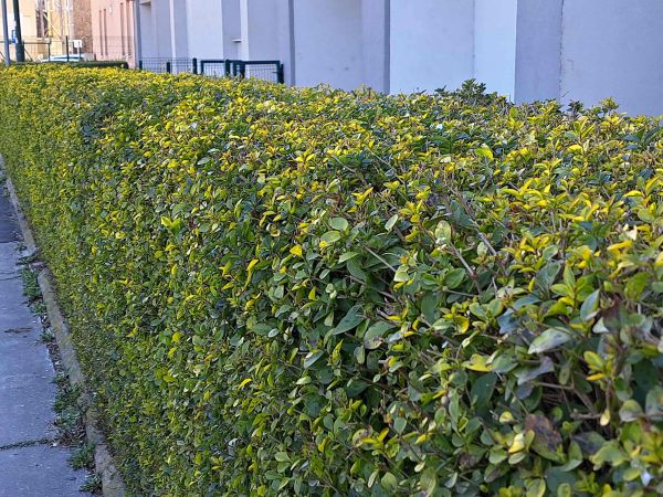 A - nejednoznačne určen&yacute;, nie sme si ist&iacute;