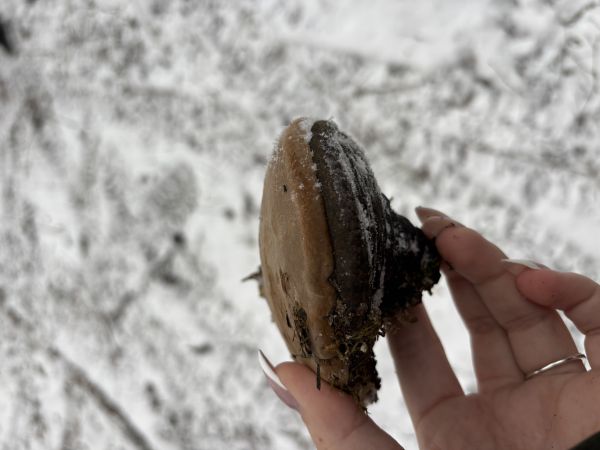 Ohňovec obyčajn&yacute;