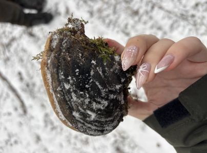 Ohňovec obyčajn&yacute;