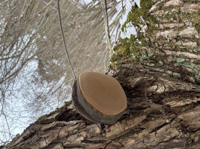 Ohňovec obyčajn&yacute;