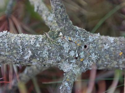 A - nejednoznačne určen&yacute;, nie sme si ist&iacute;