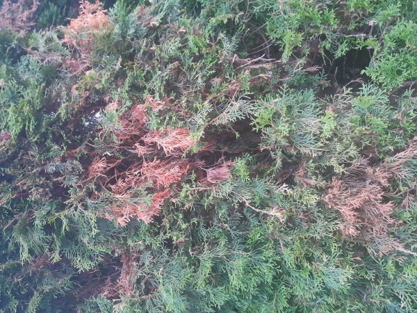 Krasoň borievkov&yacute;