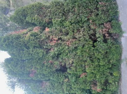 Krasoň borievkov&yacute;