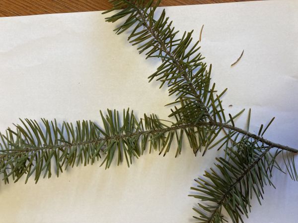 Roztoč smrekov&yacute;