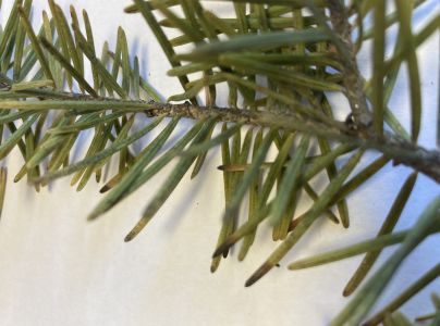 Roztoč smrekov&yacute;