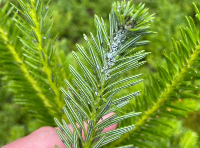 Vo&scaron;ka jedľov&aacute;