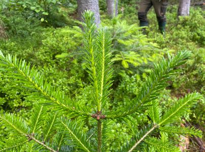 Vo&scaron;ka jedľov&aacute;