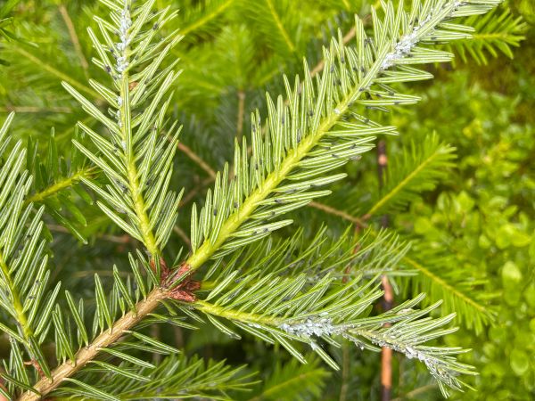 Vo&scaron;ka jedľov&aacute;