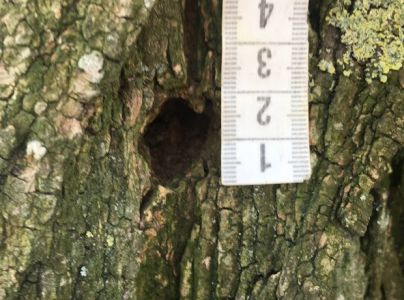 A - nejednoznačne určen&yacute;, nie sme si ist&iacute;