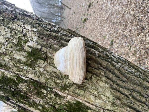 Pr&aacute;chnovec kopytovit&yacute;