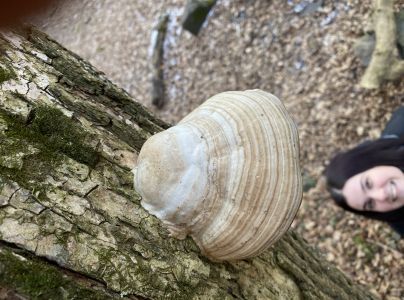 Pr&aacute;chnovec kopytovit&yacute;