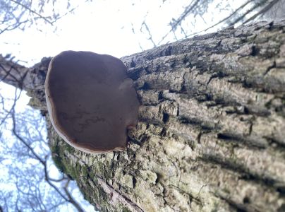 Pr&aacute;chnovec kopytovit&yacute;