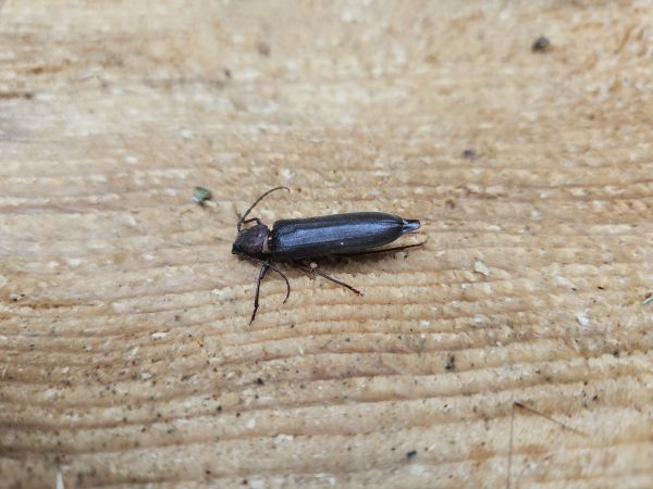 Fuz&aacute;č hned&yacute;