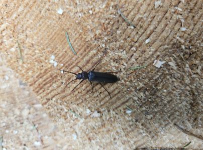 Fuz&aacute;č hned&yacute;