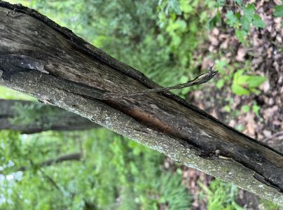 A - nejednoznačne určen&yacute;, nie sme si ist&iacute;