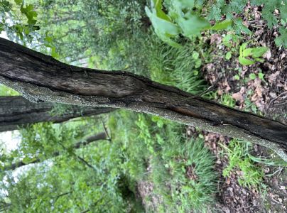 A - nejednoznačne určen&yacute;, nie sme si ist&iacute;