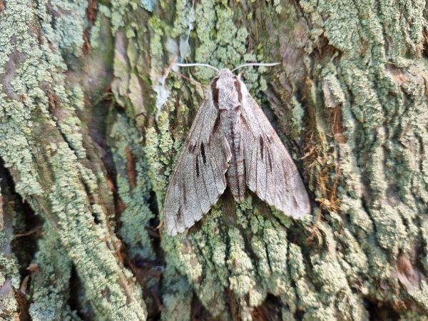 Ly&scaron;aj borovicov&yacute;