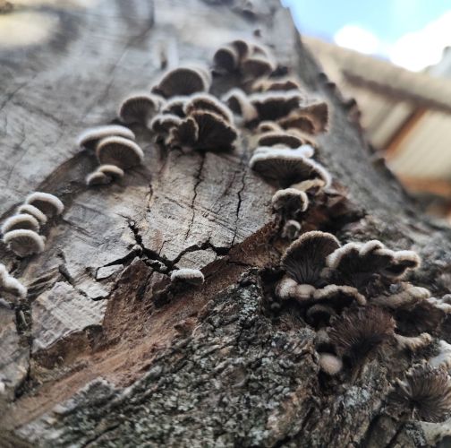 Miroslava Horáková 