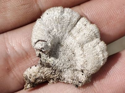 Klanolupeňovka obyčajn&aacute;