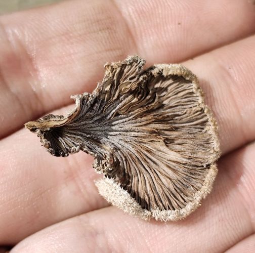 Miroslava Horáková 