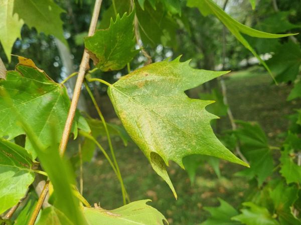 Sietnička platanov&aacute;