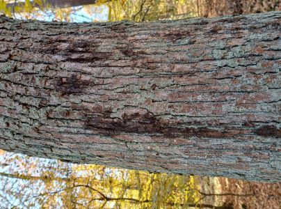 Ak&uacute;tne hynutie dubov