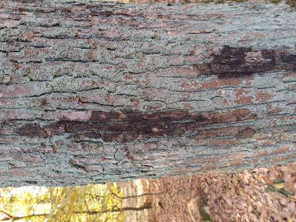 Ak&uacute;tne hynutie dubov