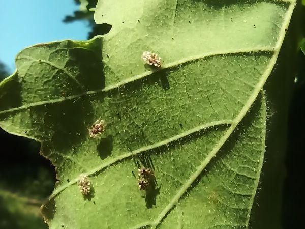 Sietnička dubov&aacute;