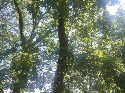 Sietnička dubov&aacute;